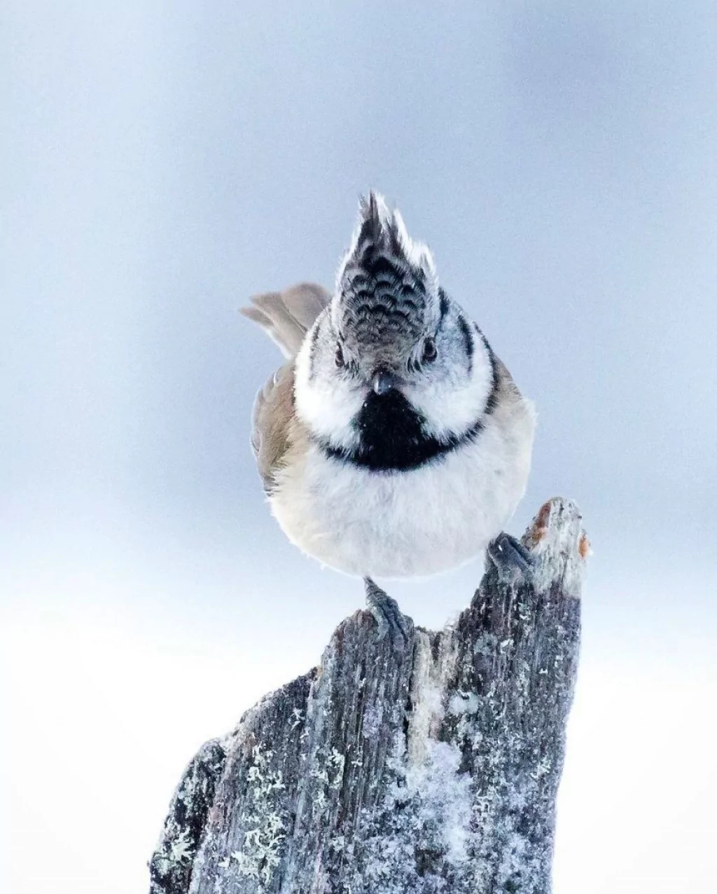 Angry Birds gerçek olsaydı
