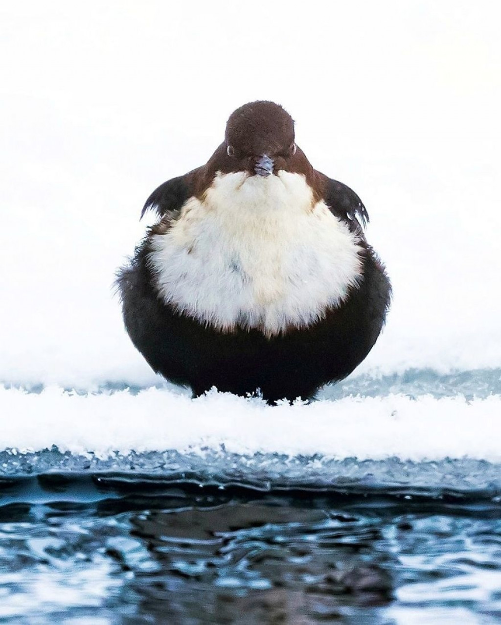 Angry Birds gerçek olsaydı