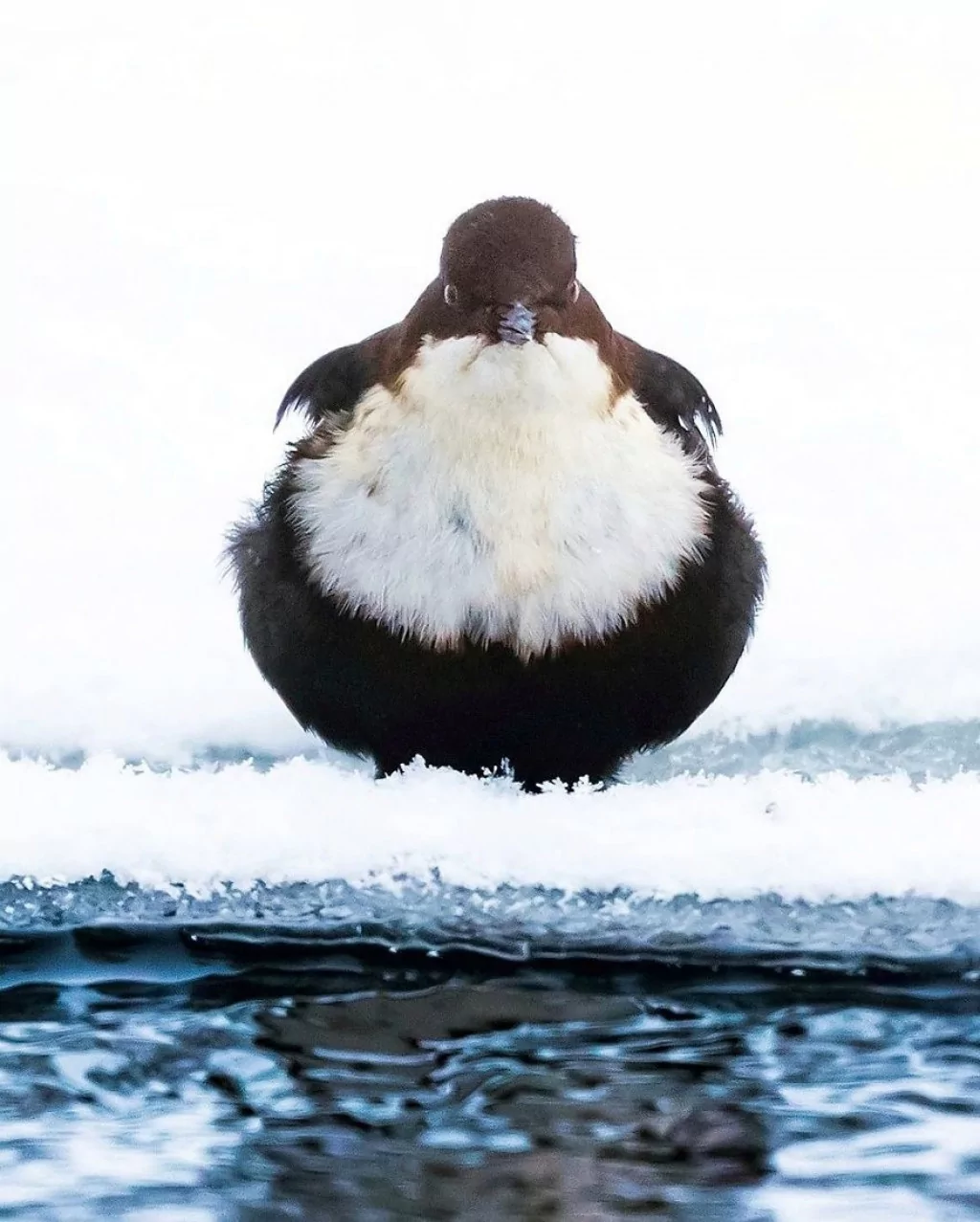 Angry Birds gerçek olsaydı