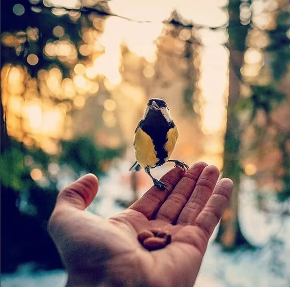 Angry Birds gerçek olsaydı