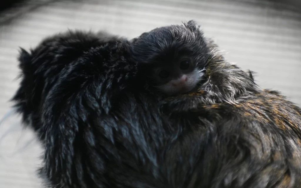 Bursa'nın sakallı maymunları yavruladı