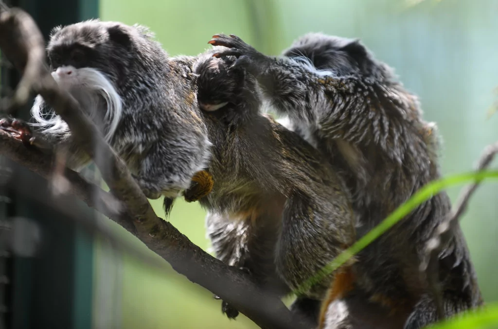Bursa'nın sakallı maymunları yavruladı