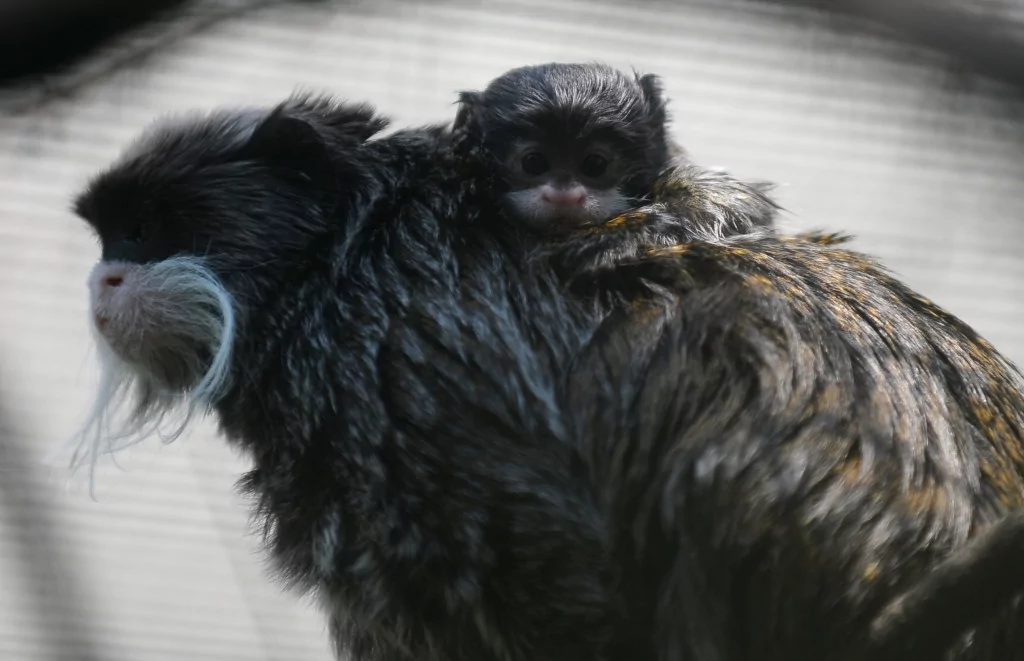 Bursa'nın sakallı maymunları yavruladı