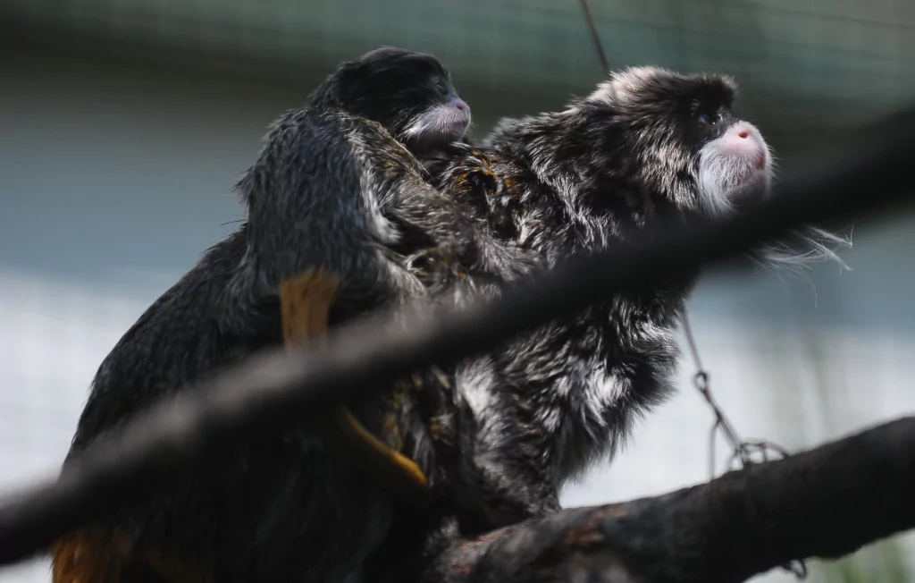 Bursa'nın sakallı maymunları yavruladı