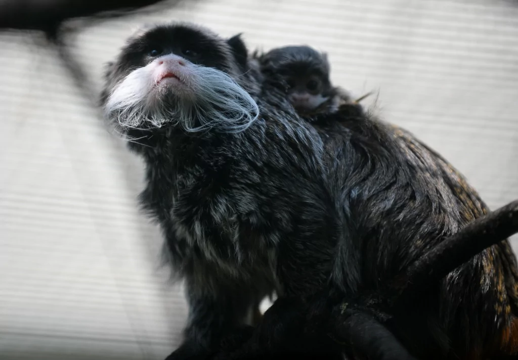 Bursa'nın sakallı maymunları yavruladı