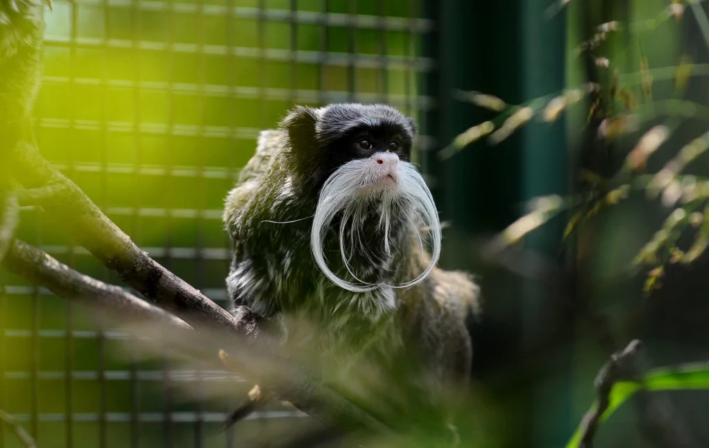 Bursa'nın sakallı maymunları yavruladı