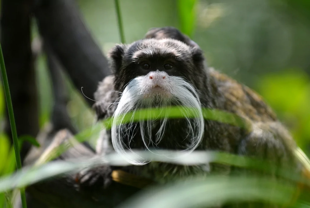 Bursa'nın sakallı maymunları yavruladı