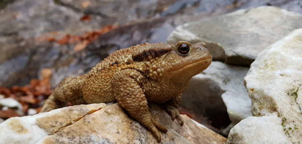 İşte Uludağ'ın görülmemiş güzellikleri!