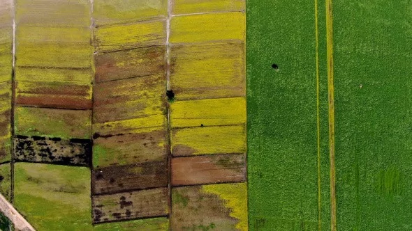 Hasat Öncesi Tarlalar Tabloları Aratmadı