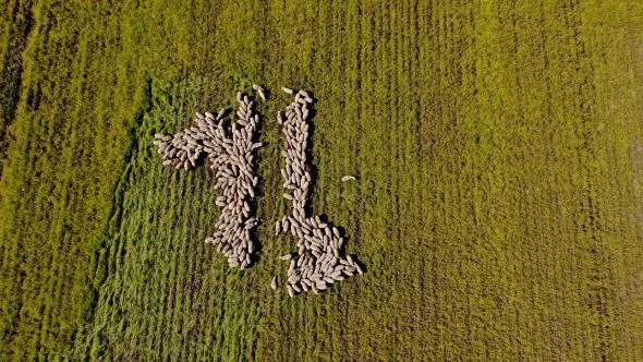 Hasat Öncesi Tarlalar Tabloları Aratmadı