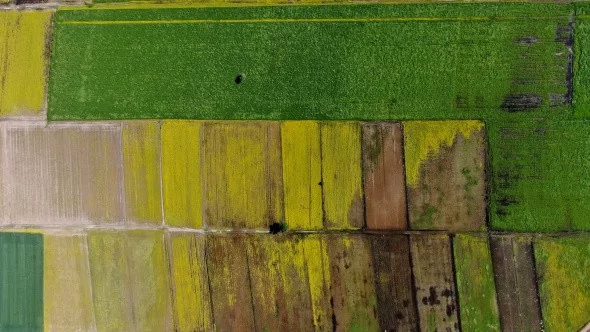Hasat Öncesi Tarlalar Tabloları Aratmadı