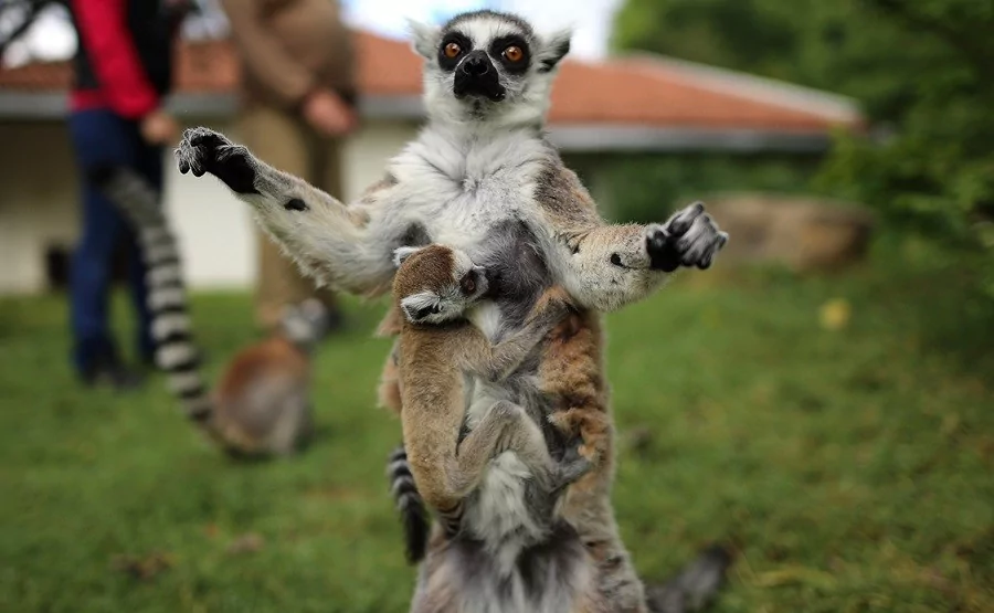 O sevimlilerin sayısı 30'a çıktı