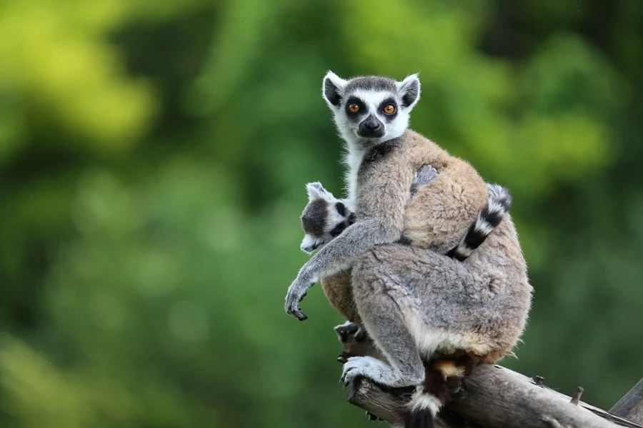 O sevimlilerin sayısı 30'a çıktı