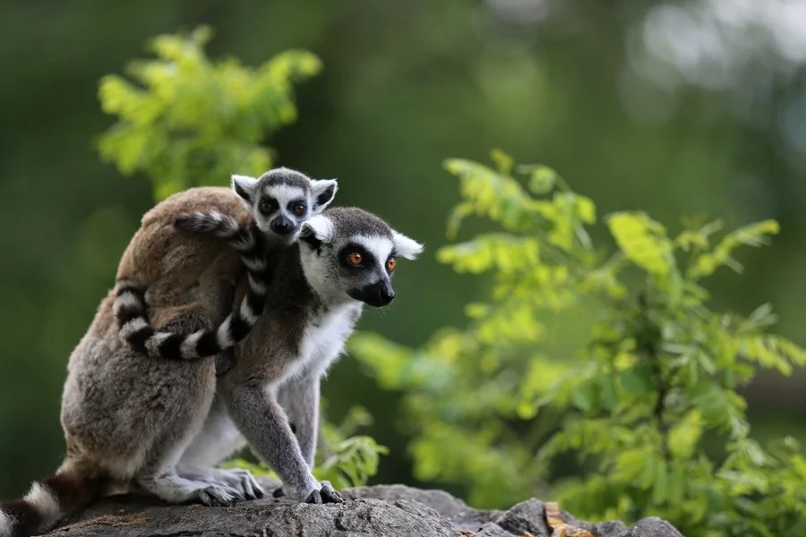 O sevimlilerin sayısı 30'a çıktı