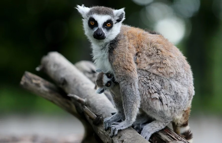 O sevimlilerin sayısı 30'a çıktı