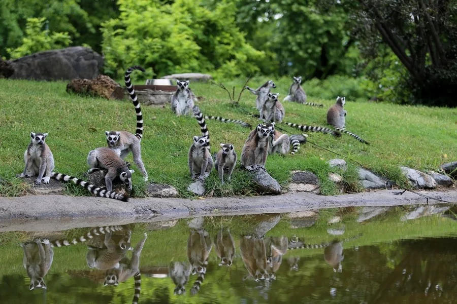 O sevimlilerin sayısı 30'a çıktı