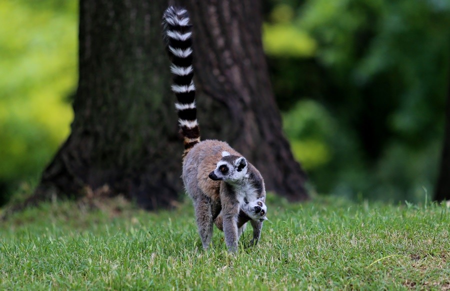 O sevimlilerin sayısı 30'a çıktı