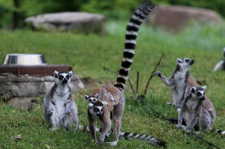 O sevimlilerin sayısı 30'a çıktı