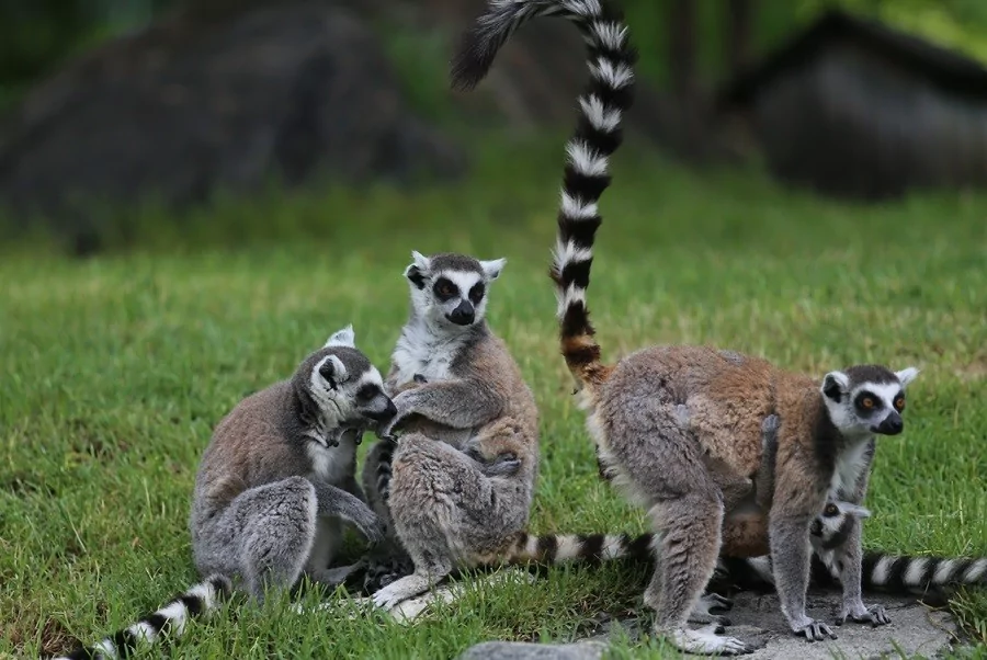 O sevimlilerin sayısı 30'a çıktı