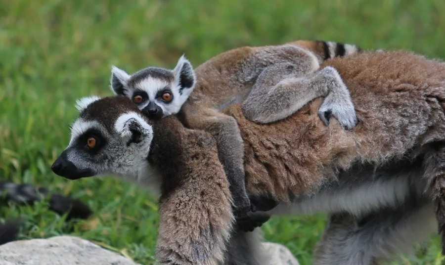 O sevimlilerin sayısı 30'a çıktı