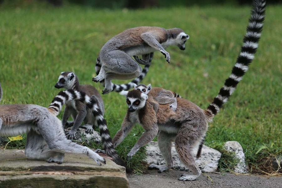 O sevimlilerin sayısı 30'a çıktı