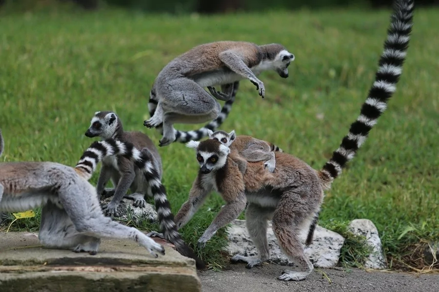 O sevimlilerin sayısı 30'a çıktı
