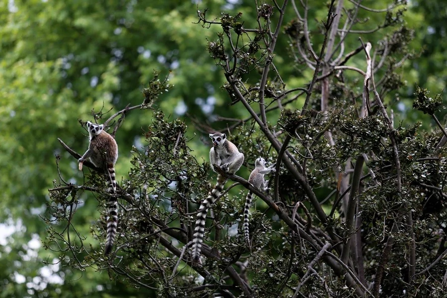 O sevimlilerin sayısı 30'a çıktı