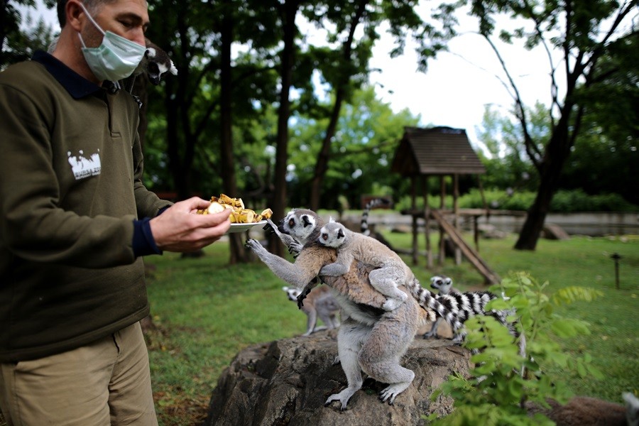 O sevimlilerin sayısı 30'a çıktı