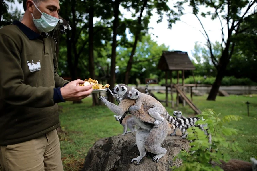 O sevimlilerin sayısı 30'a çıktı