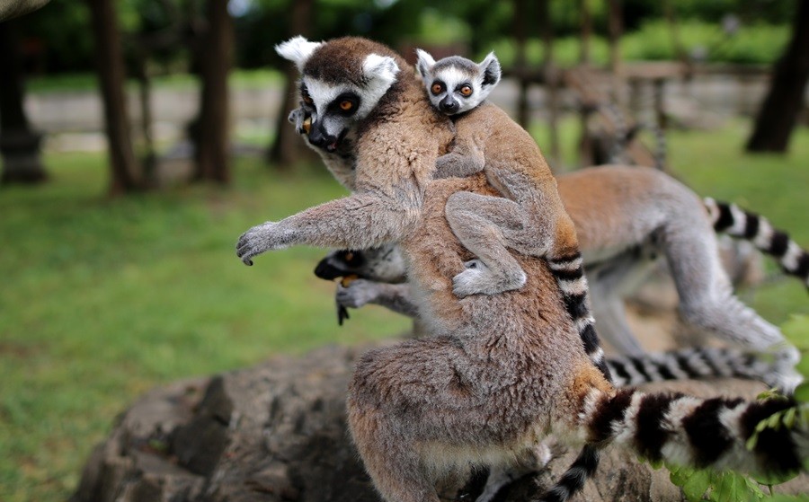 O sevimlilerin sayısı 30'a çıktı