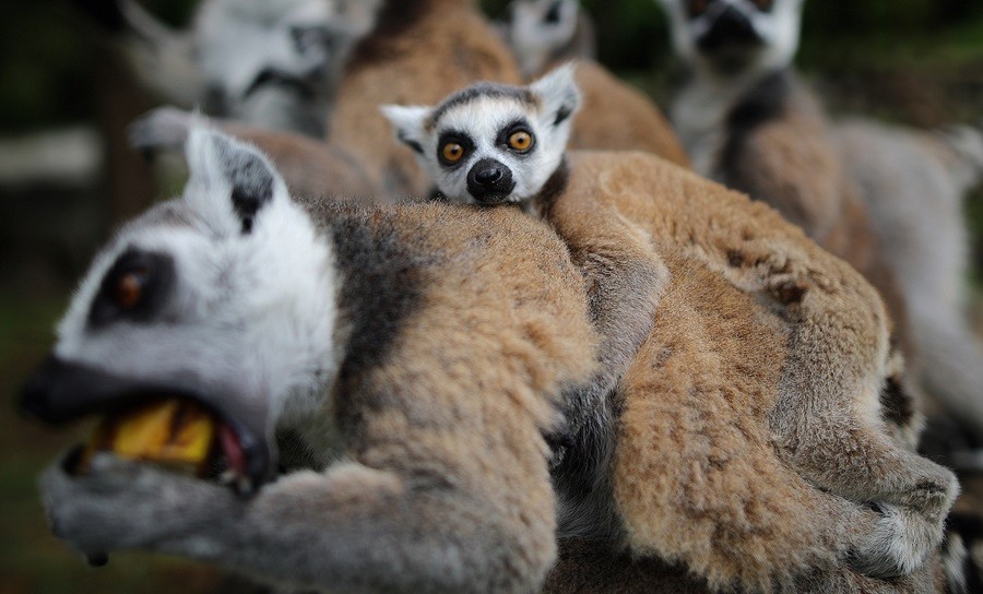 O sevimlilerin sayısı 30'a çıktı