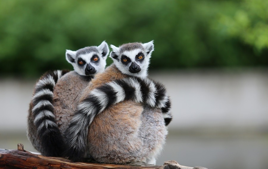 O sevimlilerin sayısı 30'a çıktı
