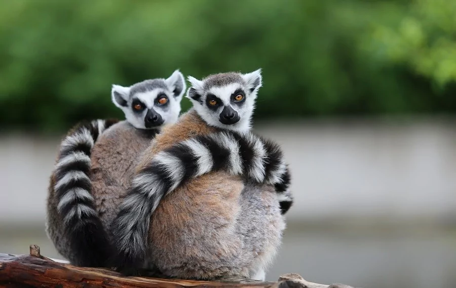 O sevimlilerin sayısı 30'a çıktı