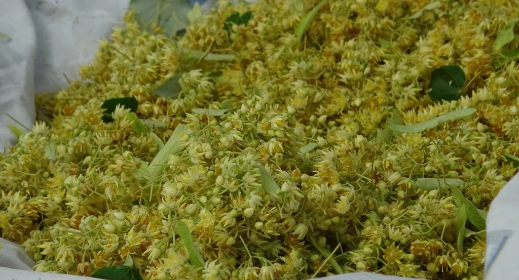 Türkiye'nin en büyük ıhlamur ormanlarında hasat başladı