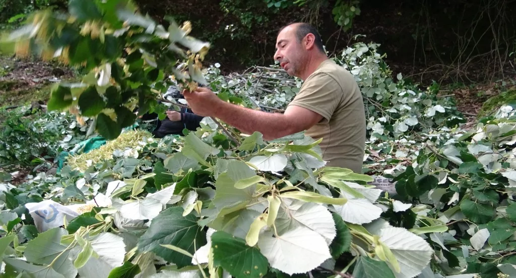 Türkiye'nin en büyük ıhlamur ormanlarında hasat başladı