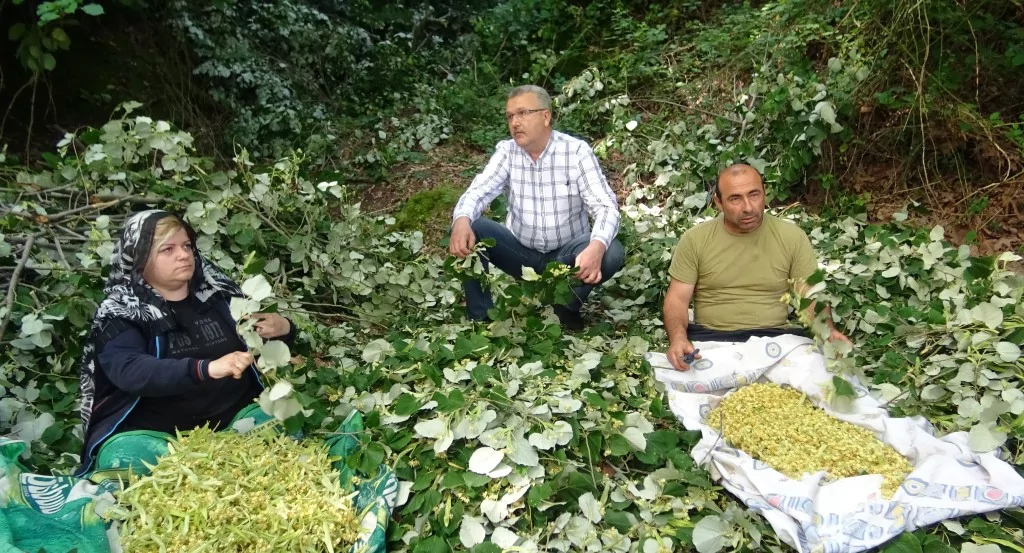Türkiye'nin en büyük ıhlamur ormanlarında hasat başladı