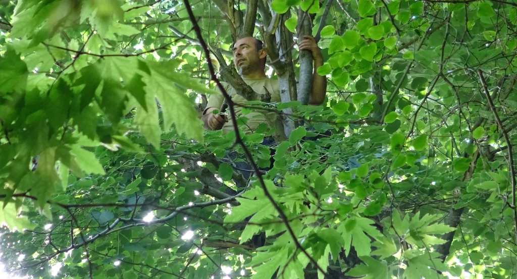 Türkiye'nin en büyük ıhlamur ormanlarında hasat başladı