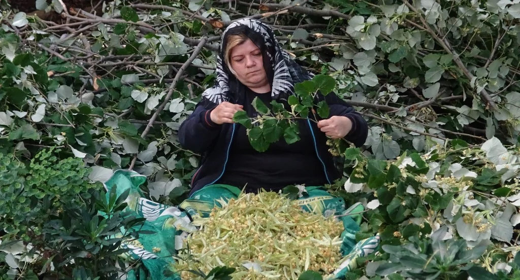 Türkiye'nin en büyük ıhlamur ormanlarında hasat başladı