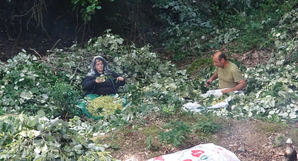 Türkiye'nin en büyük ıhlamur ormanlarında hasat başladı