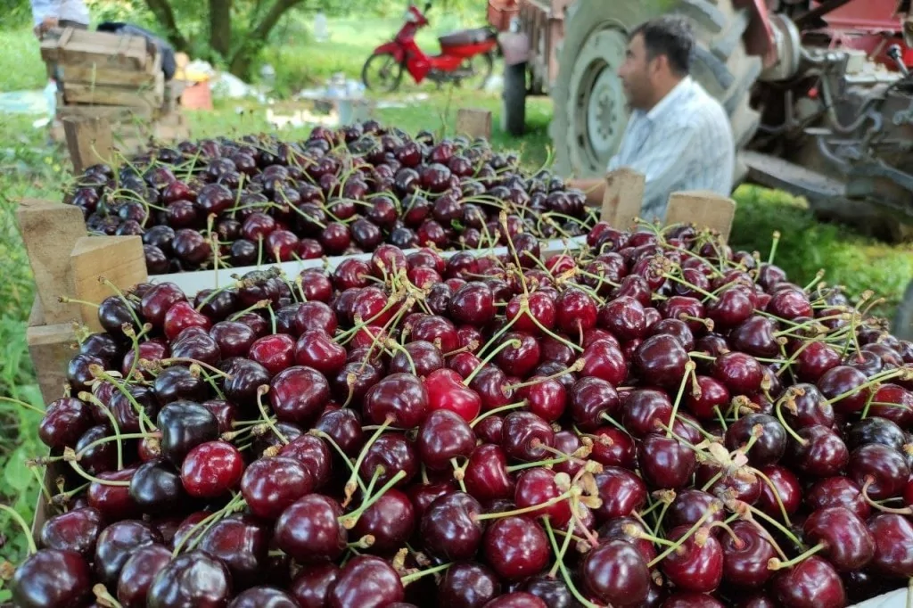 Meşhur Napolyon kirazı dalda kaldı