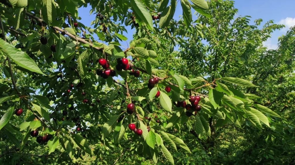 Meşhur Napolyon kirazı dalda kaldı
