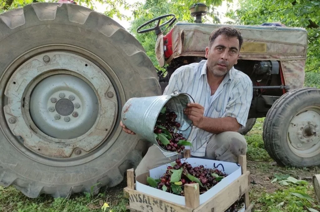 Meşhur Napolyon kirazı dalda kaldı