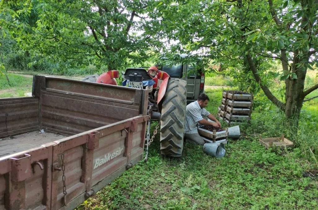 Meşhur Napolyon kirazı dalda kaldı