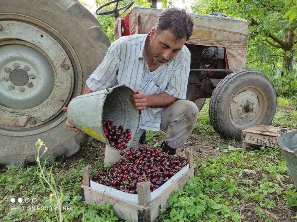 Meşhur Napolyon kirazı dalda kaldı