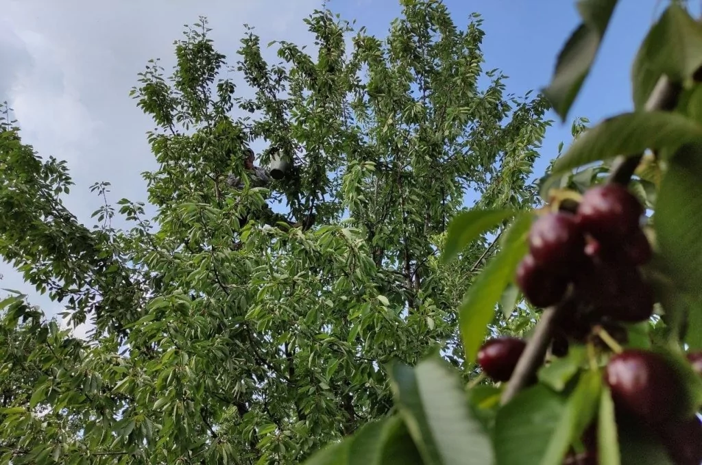 Meşhur Napolyon kirazı dalda kaldı