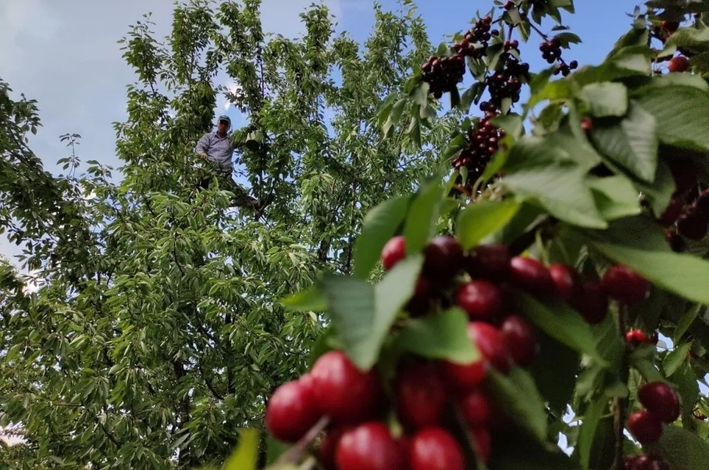 Meşhur Napolyon kirazı dalda kaldı
