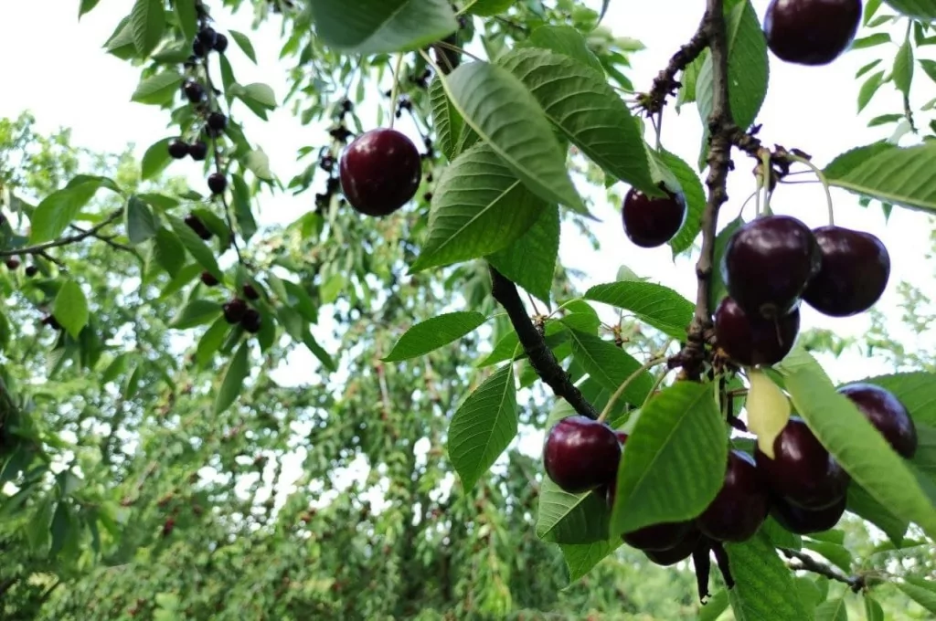 Meşhur Napolyon kirazı dalda kaldı