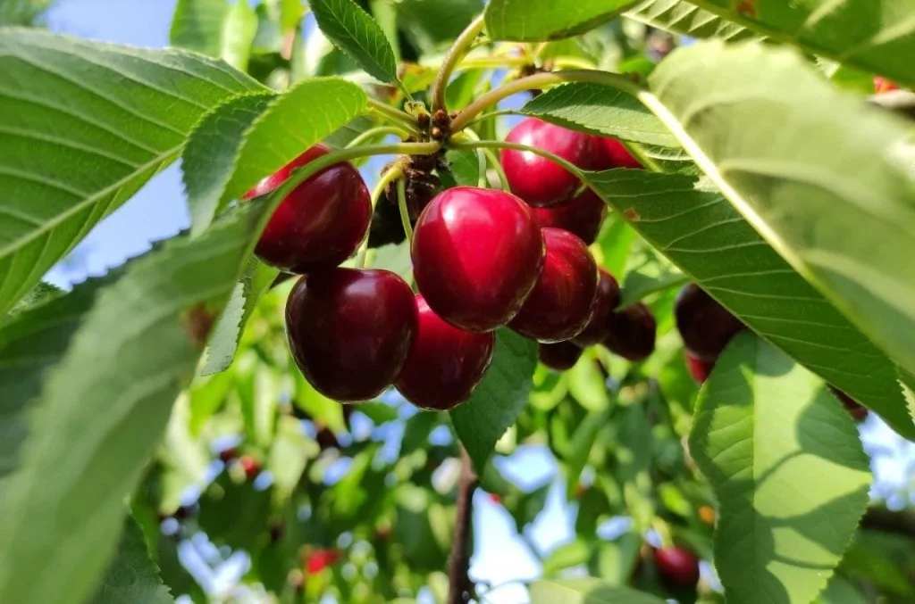 Meşhur Napolyon kirazı dalda kaldı