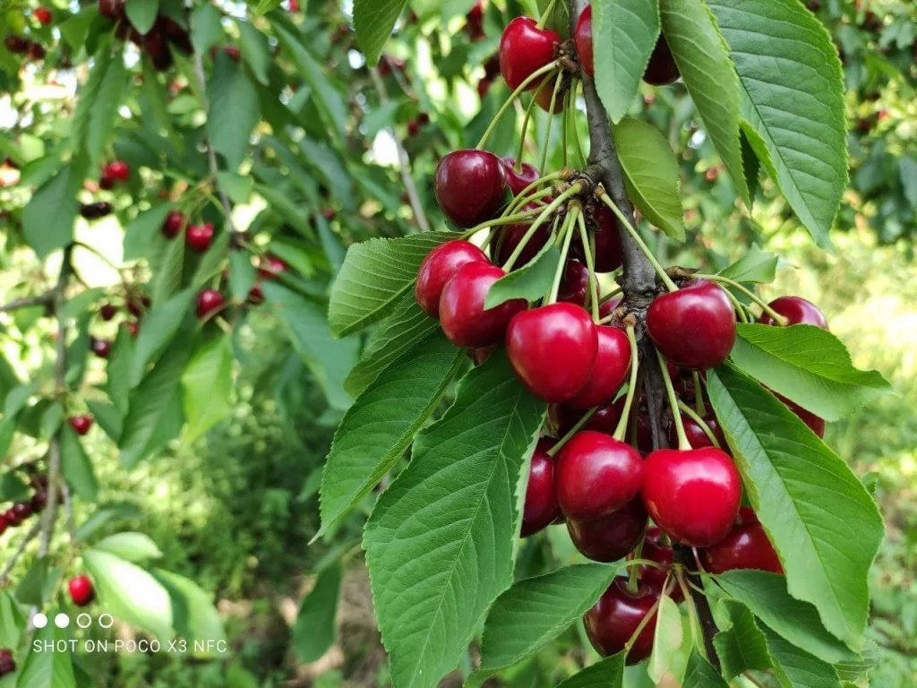Meşhur Napolyon kirazı dalda kaldı