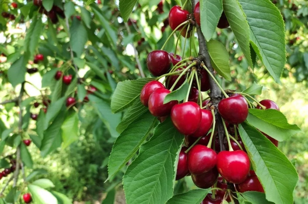 Meşhur Napolyon kirazı dalda kaldı
